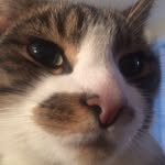 Zoe McCabe - @ziggymcziggy - Instagram