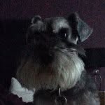 Zoe Mccabe - @hugo22175836 - Instagram