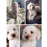 Mickey & Zoey - @zoe_micks - Instagram