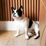 Zoe Mickey Bennys Bulls - @_zoemickey - Instagram