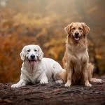 🐾Zoë&Mick🐾 - @zoe_en_mick - Instagram