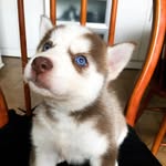 Zoe a Husky - @zoepacehusky - Instagram