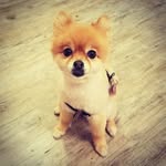 Zoe Whitworth Pace - @zoethepom2007 - Instagram