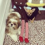 Pepper🐺 & Zoe🐶 - @pepperandzoe - Instagram