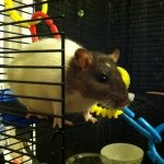 Scarlet Zoe & Pepper - @all_about_rats - Instagram