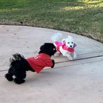 Zoe & Pepper🐾 - @zoepepperofficial - Instagram