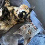 Zoe & Pepper - @zoe__and__pepper - Instagram