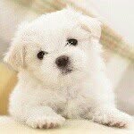 zoe - @zoepierson2005 - Instagram