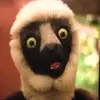 Zoe Platt - @lemur_lady101 - TikTok