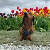 ThePurrrfectWiener🌭🐶🐱🐾❤️ - @zoeporter98 - TikTok