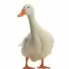 Zoe Pratt - @zoe_pratt2 - TikTok