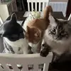 zoë - @zoeeereece - TikTok