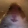 🐘Zoe🐘 - @zoereecee - TikTok