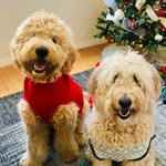 Zoe & Riley - @lovezoedoodle - Instagram