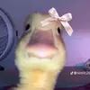 zoeerios3 - @zoee.rios2 - TikTok