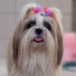 Zoe 🎀 - @zoerocha_shihtzu - Instagram