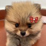 Zoe 🧡 - @zoerocha_spitz - Instagram