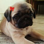Zoe Rocha 🐶 - @zoerocha_ - Instagram