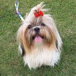 Zoe Rocha 🐾 - @zoerocha.shihtzu - Instagram