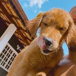 Zoe Rocha Gripp 🐶 - @zoegoldenretriever10 - Instagram