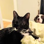 Roscoe, Zoe and Chitty - @roscoe_zoe_chitty_adventures - Instagram