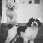 Roscoe Zoe Houk - @roscoe_and_zoe - Instagram
