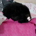 zoe - @zoe_sousa_pet - Instagram