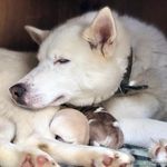 Zoéthehusky - @zoe_wolf_wolf - Instagram