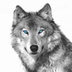 ZoëWolf - @zoewolf._ - Instagram