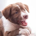Zoe Xavier - @bordercolliezoe.x - Instagram