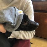Zoë Xavier - @zoe_xavier_wonderdog - Instagram