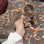 Flaffu pie - @_zoha_awan_ - Instagram