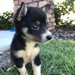Zora Smith - @zoratheshiba - Instagram