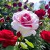 Zulema Martinez - Facebook