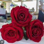 Zulema Serna - @serna_zulema - Instagram