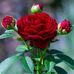 Zulema Serna - Facebook