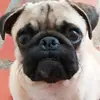 Zully Padilla - @zul.garcia - TikTok