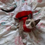 Zuly Valentina 🐱❤ - @zuly.valentina - Instagram