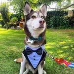 𝐇𝐮𝐧𝐭𝐞𝐫 husky sib - @hunter_zurita - Instagram