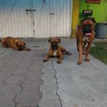 ❤️🐕❤️ - @maisha__zuri__hunter - Instagram