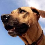 Zuri - @zuri_the_lion_hunter - Instagram