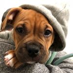 Zuri Lee - @zuri_thebully - Instagram