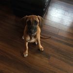 Zuri Walker - @zuri_loves_other_dogs - Instagram